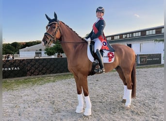 KWPN, Wallach, 9 Jahre, 177 cm, Fuchs