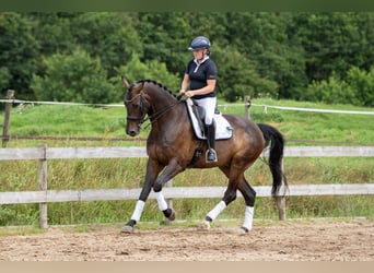 KWPN, Wallach, 9 Jahre, 178 cm, Dunkelbrauner KWPN, Wallach, 9 Jahre, 178 cm, Dunkelbrauner