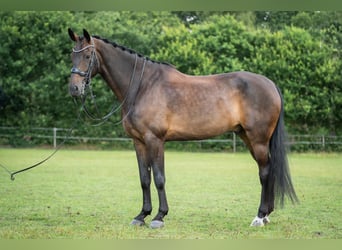 KWPN, Wallach, 9 Jahre, 178 cm, Dunkelbrauner KWPN, Wallach, 9 Jahre, 178 cm, Dunkelbrauner