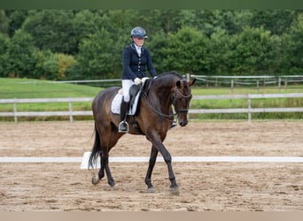 KWPN, Wallach, 9 Jahre, 178 cm, Dunkelbrauner KWPN, Wallach, 9 Jahre, 178 cm, Dunkelbrauner