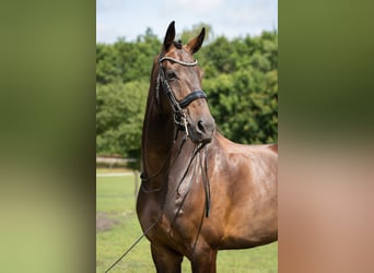 KWPN, Wallach, 9 Jahre, 178 cm, Dunkelbrauner KWPN, Wallach, 9 Jahre, 178 cm, Dunkelbrauner