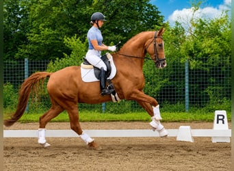 KWPN, Wallach, 9 Jahre, 178 cm, Fuchs
