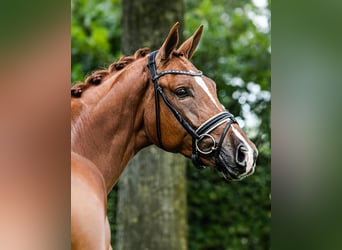 KWPN, Wallach, 9 Jahre, 178 cm, Fuchs