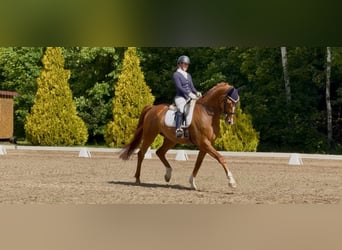 KWPN, Wallach, 9 Jahre, 178 cm, Fuchs