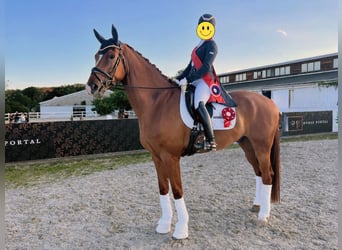 KWPN, Wallach, 9 Jahre, 178 cm, Fuchs