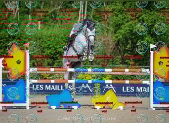 KWPN, Wallach, 9 Jahre, 180 cm, Schimmel