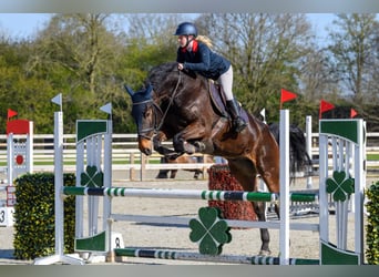 KWPN, Wallach, 9 Jahre, 183 cm, Brauner