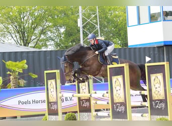 KWPN, Wallach, 9 Jahre, 183 cm, Brauner