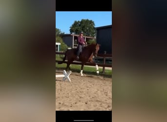 KWPN, Wallach, 9 Jahre, 184 cm, Fuchs