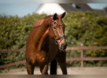 KWPN, Wallach, 9 Jahre, 184 cm, Fuchs
