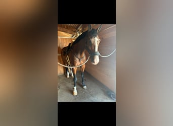 KWPN, Wallach, 9 Jahre, 185 cm, Brauner