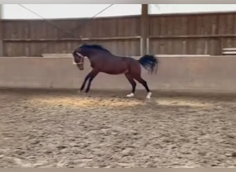 KWPN, Wallach, 9 Jahre, Brauner