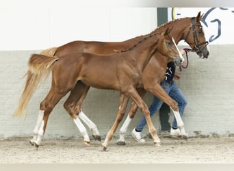 KWPN, Wallach, Fohlen (04/2025)