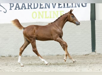 KWPN, Wallach, Fohlen (04/2025)
