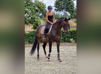 KWPN, Yegua, 10 años, 162 cm, Negro