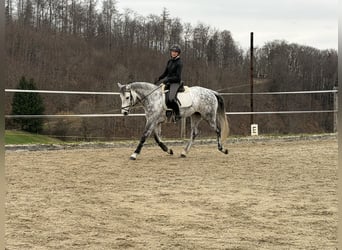 KWPN, Yegua, 10 años, 163 cm, Tordo rodado