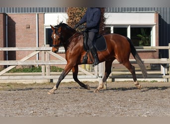 KWPN, Yegua, 10 años, 165 cm, Castaño