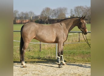 KWPN, Yegua, 10 años, 165 cm, Castaño