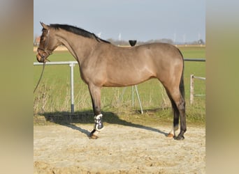 KWPN, Yegua, 10 años, 165 cm, Castaño