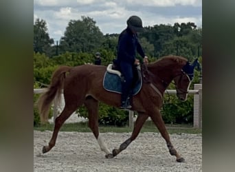 KWPN, Yegua, 10 años, 168 cm, Alazán