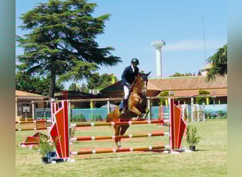 KWPN, Yegua, 10 años, 168 cm, Alazán