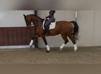 KWPN, Yegua, 10 años, 170 cm, Castaño