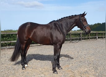 KWPN, Yegua, 10 años, 170 cm, Castaño oscuro