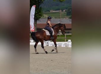 KWPN, Yegua, 10 años, 172 cm, Castaño