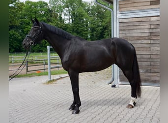 KWPN, Yegua, 10 años, 172 cm, Negro