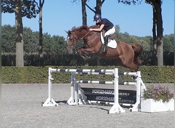 KWPN, Yegua, 10 años, 174 cm, Alazán