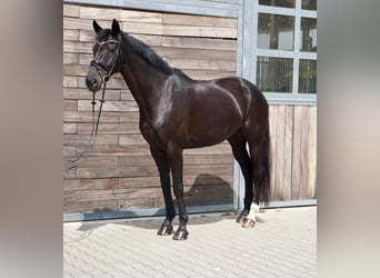 KWPN, Yegua, 10 años, 174 cm, Negro
