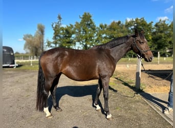 KWPN, Yegua, 11 años, 162 cm, Castaño