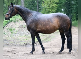 KWPN, Yegua, 11 años, 167 cm, Castaño oscuro