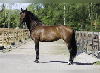 KWPN, Yegua, 11 años, 169 cm, Castaño rojizo