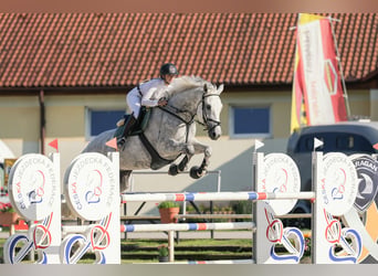 KWPN, Yegua, 11 años, 173 cm, Tordo