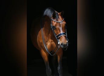 KWPN, Yegua, 13 años, 163 cm, Castaño