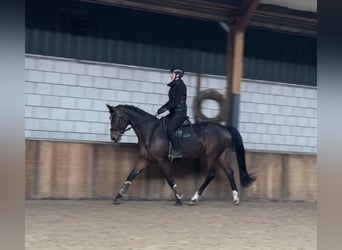 KWPN, Yegua, 13 años, 167 cm, Castaño oscuro