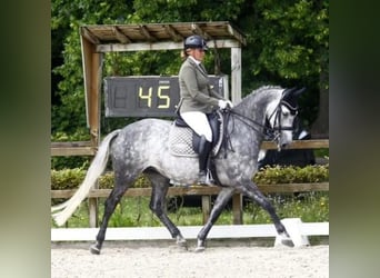 KWPN, Yegua, 13 años, 168 cm, Tordo