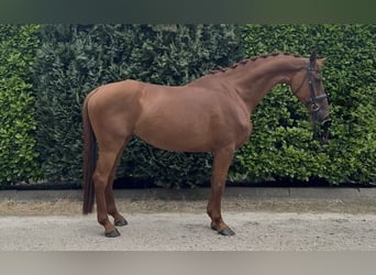 KWPN, Yegua, 13 años, 170 cm, Alazán
