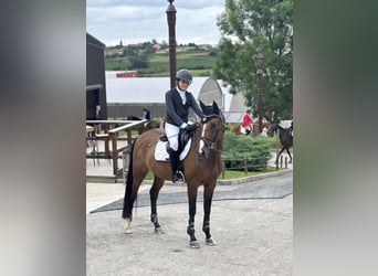 KWPN, Yegua, 14 años, 163 cm, Castaño
