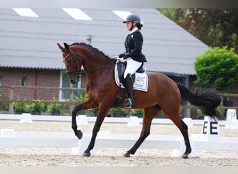 KWPN, Yegua, 14 años, 164 cm, Castaño