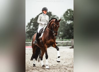 KWPN, Yegua, 14 años, 164 cm, Castaño