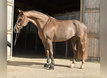 KWPN, Yegua, 14 años, 165 cm, Alazán-tostado
