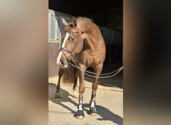 KWPN, Yegua, 14 años, 165 cm, Alazán-tostado