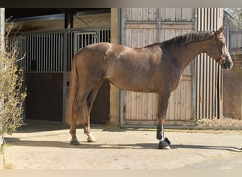 KWPN, Yegua, 14 años, 165 cm, Alazán-tostado