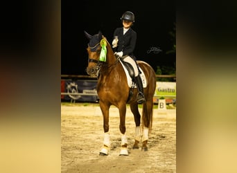 KWPN, Yegua, 14 años, 168 cm, Alazán