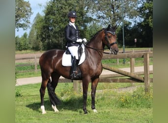 KWPN, Yegua, 14 años, 170 cm, Castaño oscuro