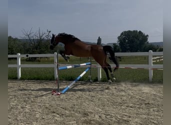 KWPN, Yegua, 15 años, 160 cm, Castaño