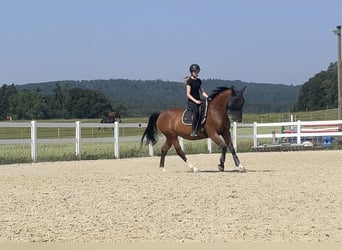 KWPN, Yegua, 15 años, 160 cm, Castaño