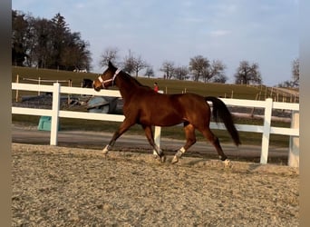 KWPN, Yegua, 15 años, 160 cm, Castaño